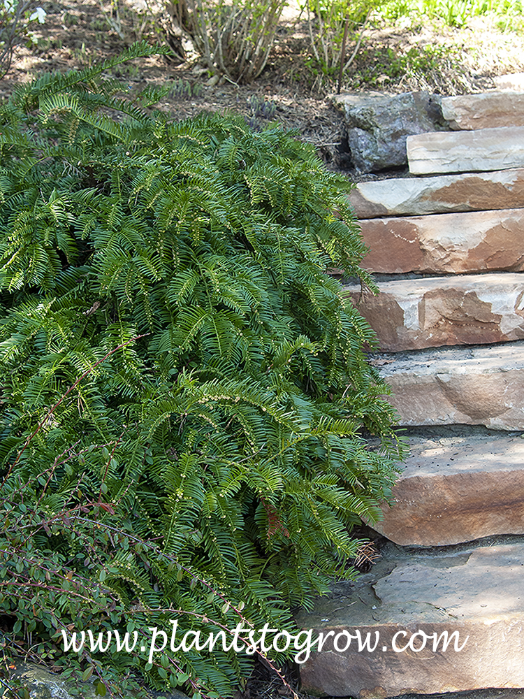 Spreading Japanese Plum Yew (Cephalotaxus harringtonia Prostrata)